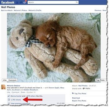 Teddy-Puppy-Facebook-Post